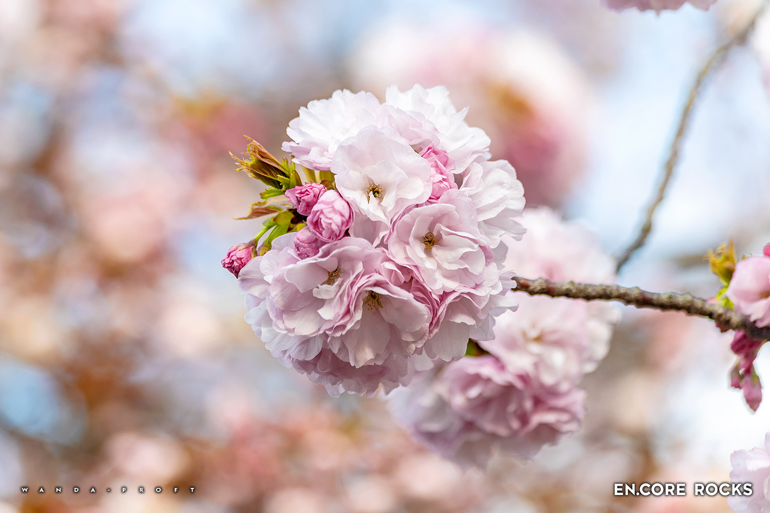 Super Oshare Sakura © Wanda Proft